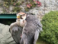 Falkner Show auf Dunrobin Castle