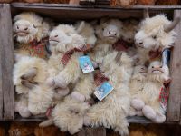 240626 Highland Cattle - zum Knuddeln!