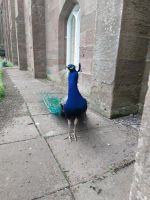 240627 Scone Palace 05 noch ein Pfau