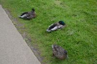 126 - Urquhart Castle