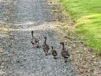 5. Reisetag – Fort William bis Inverness – Entenfamilie in Fort Augustus