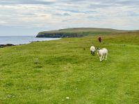 6. Reisetag – Inverness bis Kirkwall – Wanderung zu den Stacks of Duncansby