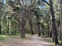 9. Reisetag – Inverness bis Edinburgh – Wanderung um den Loch Morlich in den Cairngorms