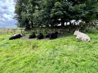 11. Reisetag – Edinburgh bis Dumfries – Wanderung am Hadrianswall