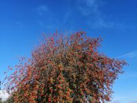 Eine schottische Vogelbeere