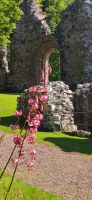 272 Borders, Dryburgh Abbey