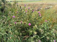 Distel, die schottische Nationalblume