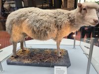 Dolly, das Klonschaf