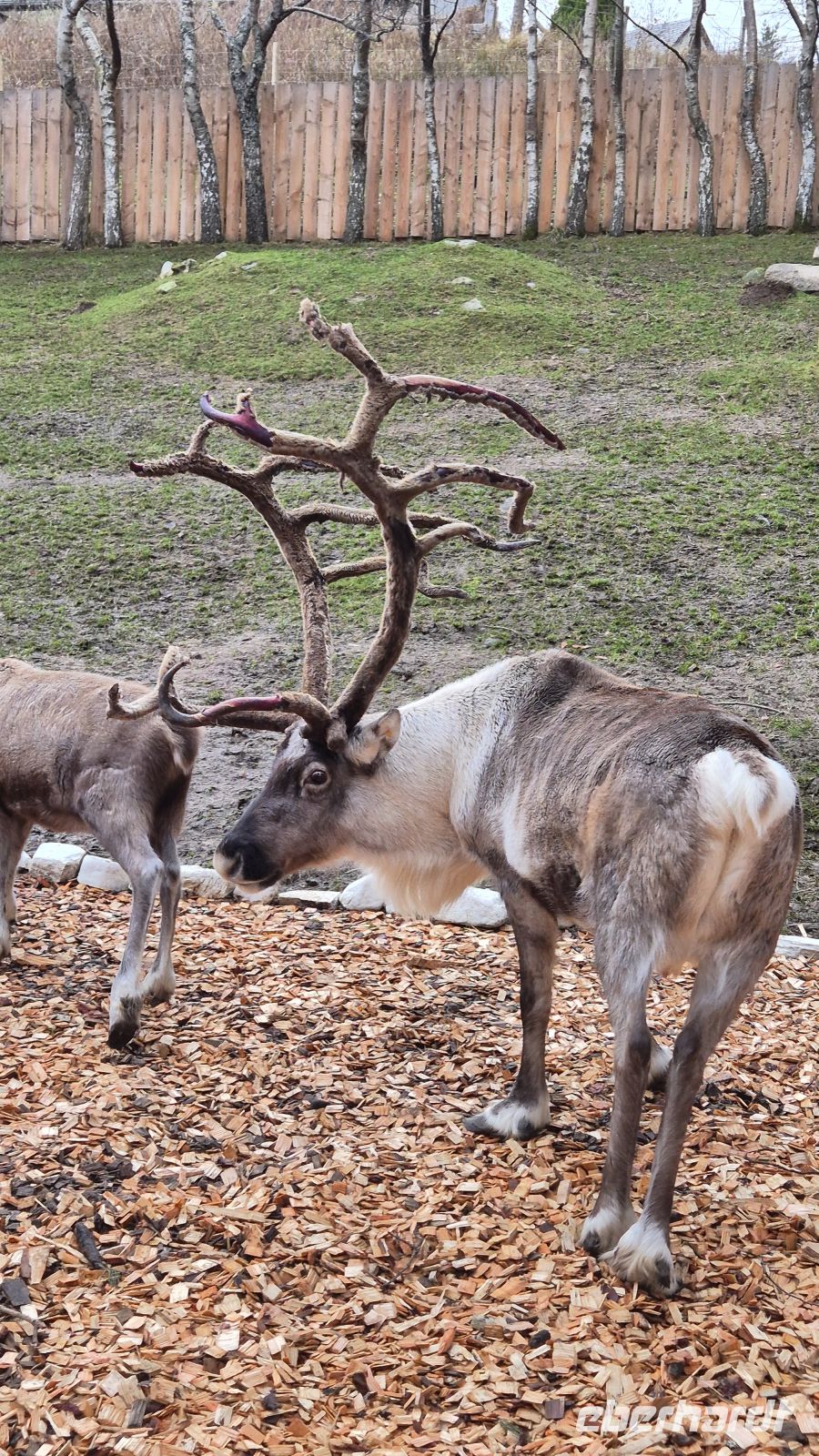Cairngorms Reindeer Centre