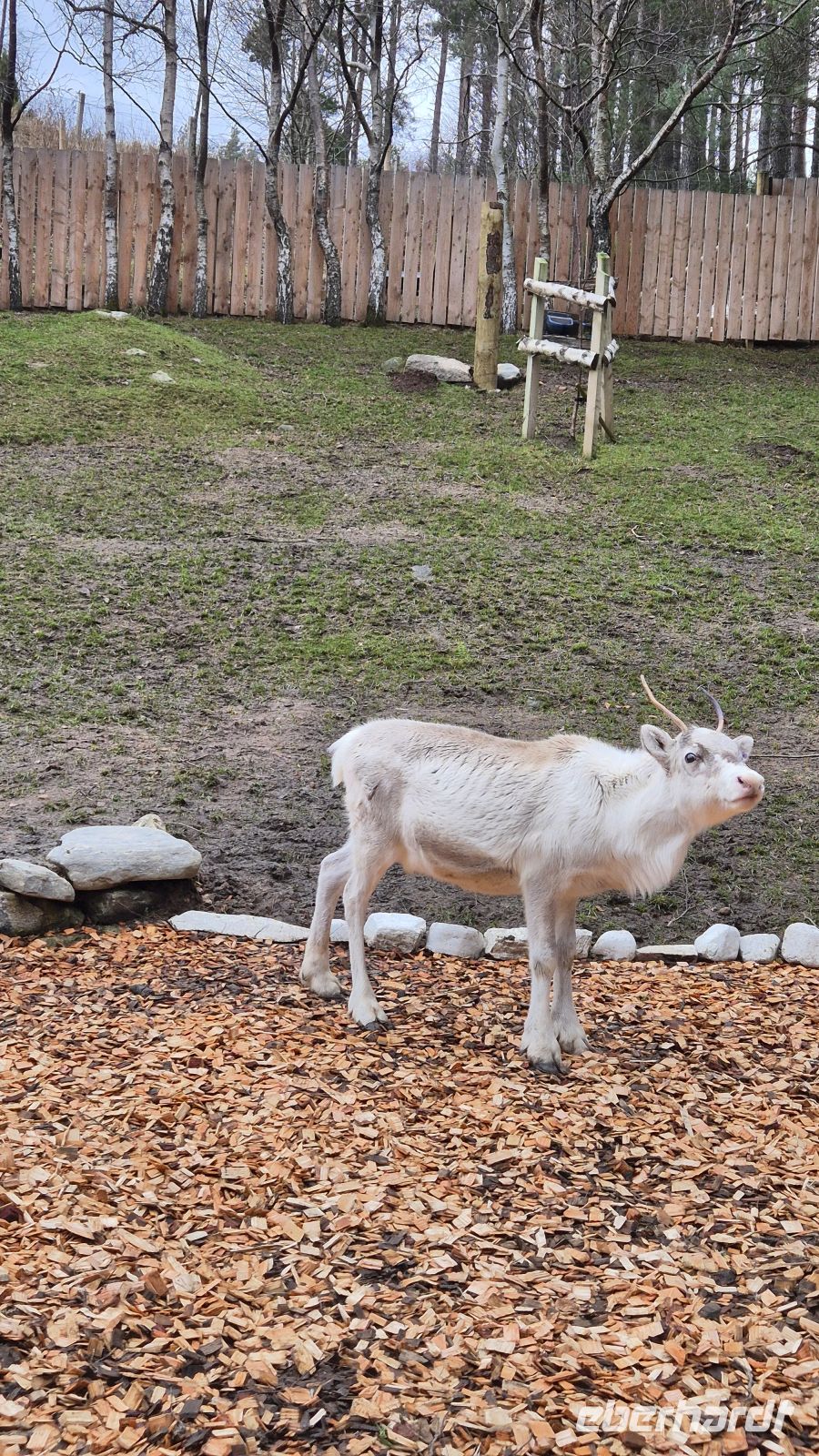 Cairngorms Reindeer Centre