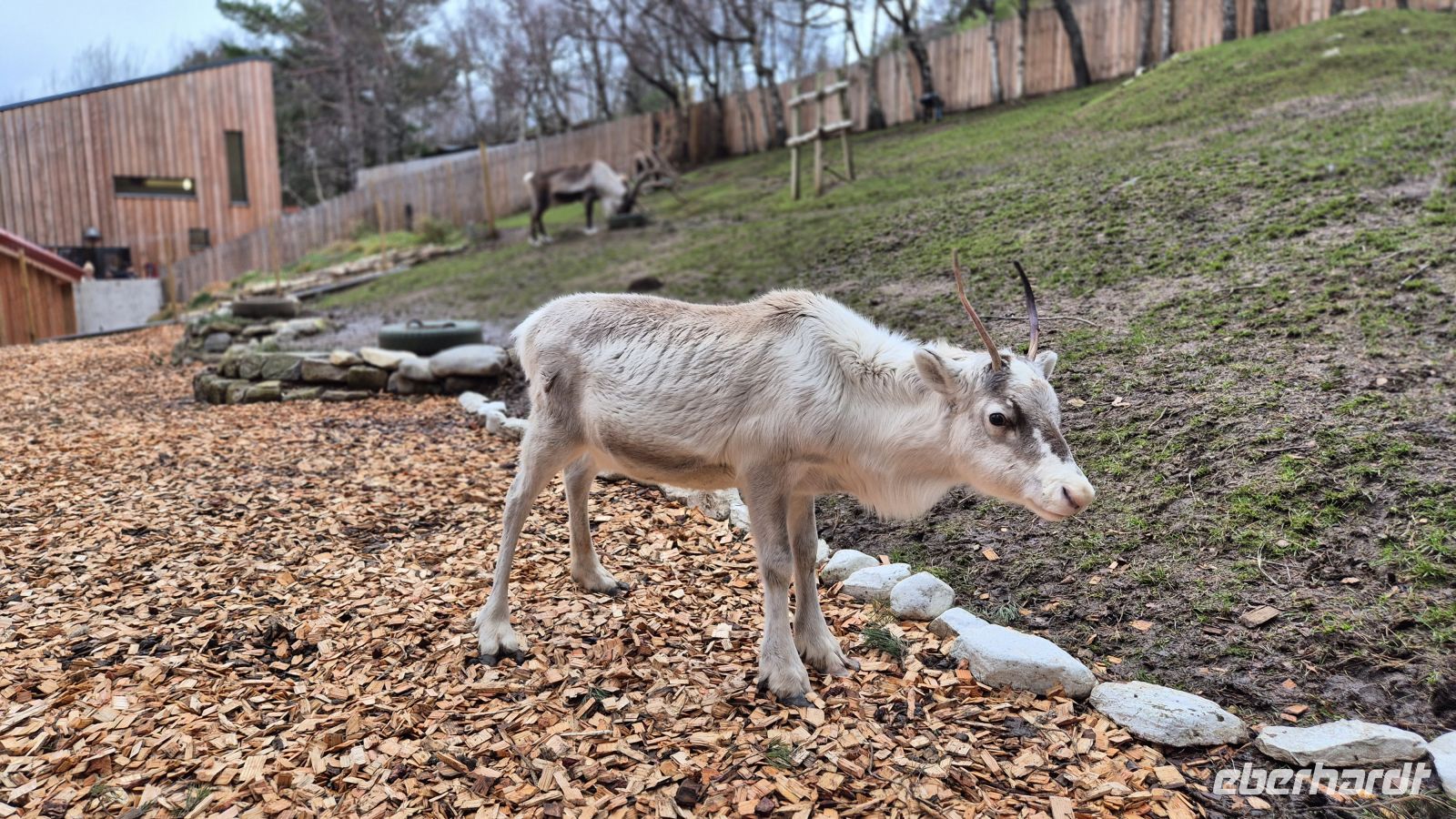 Cairngorms Reindeer Centre