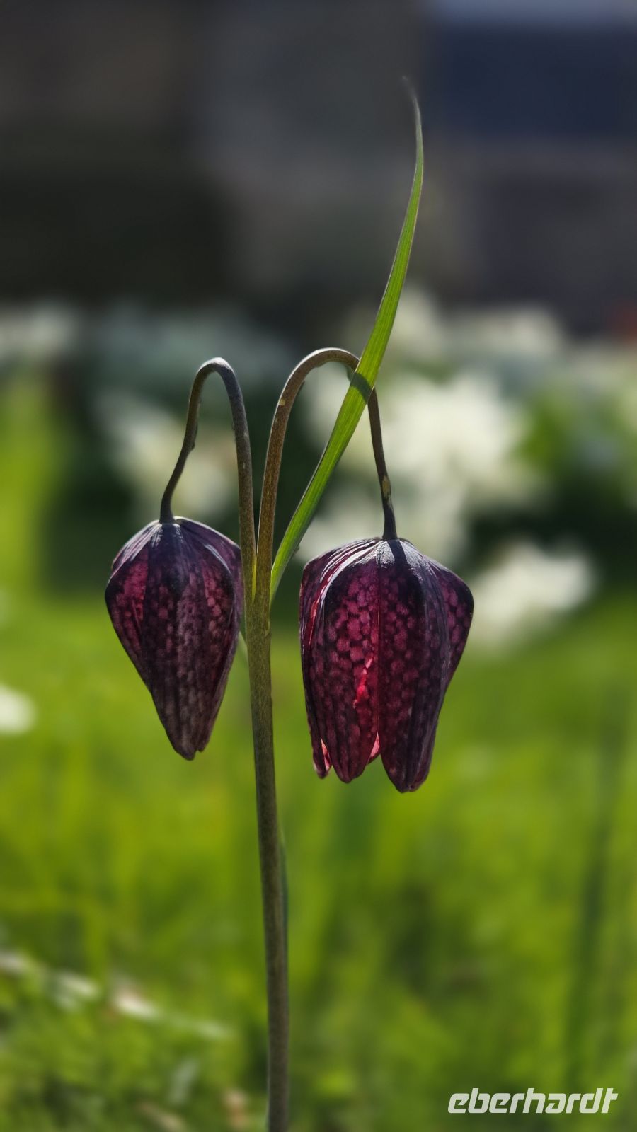 032 – Edinburgh Holyrood Palace &ndash; &copy;  (Eberhardt TRAVEL)
