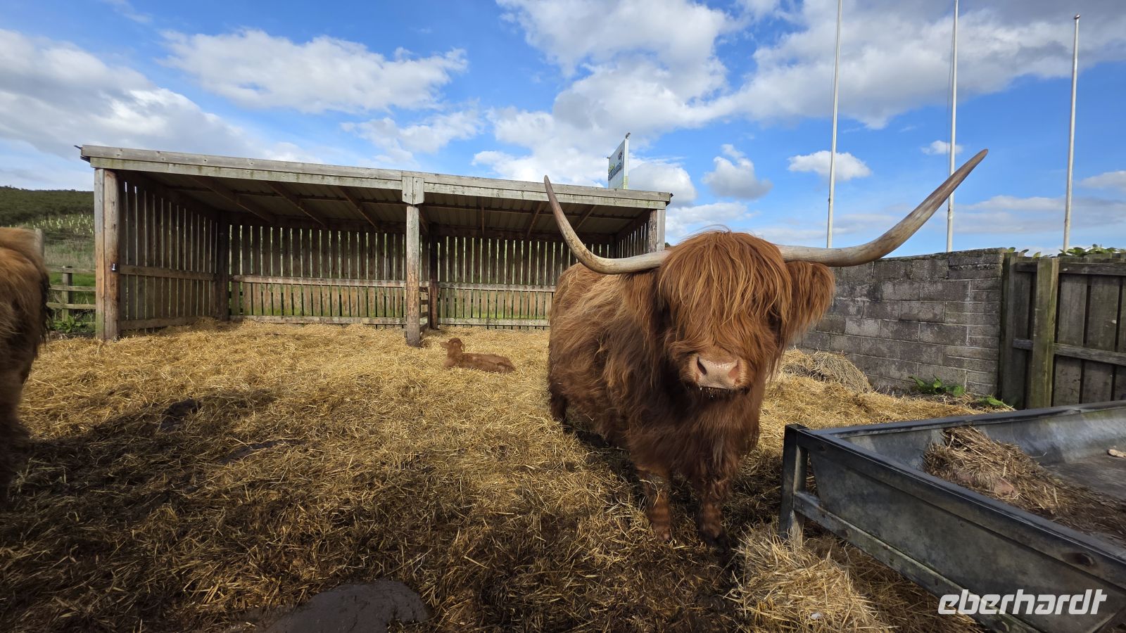 088 – Highland Cow &ndash; &copy;  (Eberhardt TRAVEL)