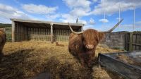 088 – Highland Cow &ndash; &copy; Vivien Fiedler (Eberhardt TRAVEL)