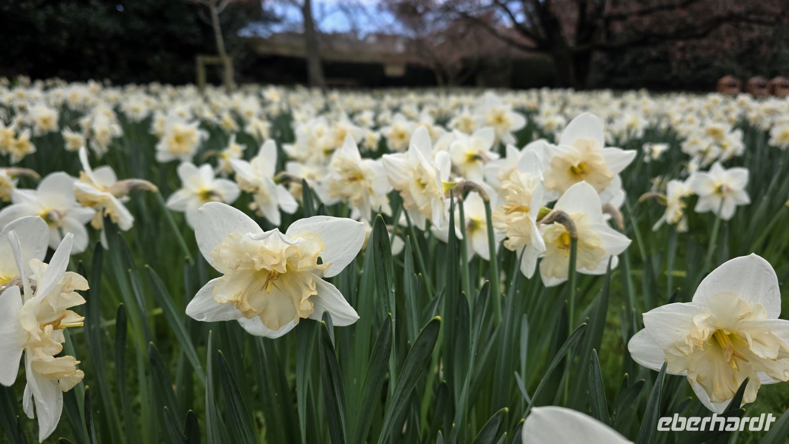 097 – Alnwick Castle &ndash; &copy;  (Eberhardt TRAVEL)