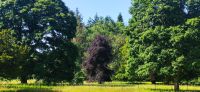 270 Borders, Dryburgh Abbey, Landschaftspark