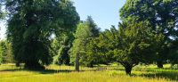 271 Borders, Dryburgh Abbey, Landschaftspark