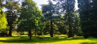284 Borders, Dryburgh Abbey, Zeden Esskastanie und Red Wood