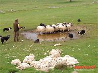 Schäfer bei der Arbeit