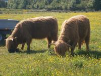 Highland  cows