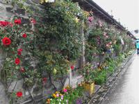 Duftende Rosen in Luss