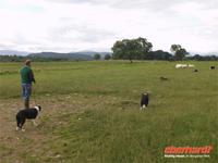 Schäfer Ross  zeigt seine Arbeit auf der Farm An Leault