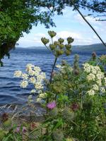 Blumenpracht am Loch Ness