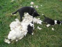 Beim Schäfer in Kincraig