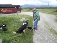 Beim Schäfer in Kincraig