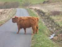 Typisch für SChottland: die zotteligen Hochlandrinder