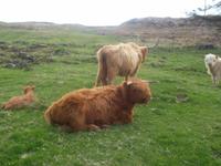 typische Hochlandrinder