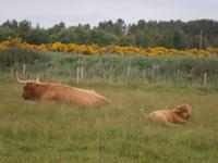 Highland Cows