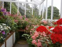 Blumen in Balmoral Castle