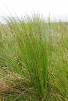 Nationalpark Cairngorm