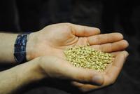 Rohmaterial für die Whisky-Herstellung