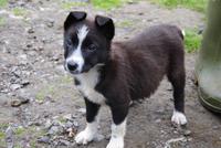 Collie - Nachwuchs