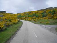 Ginsterwelt - Schottland Mai 2014