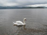 Am Loch Lomond