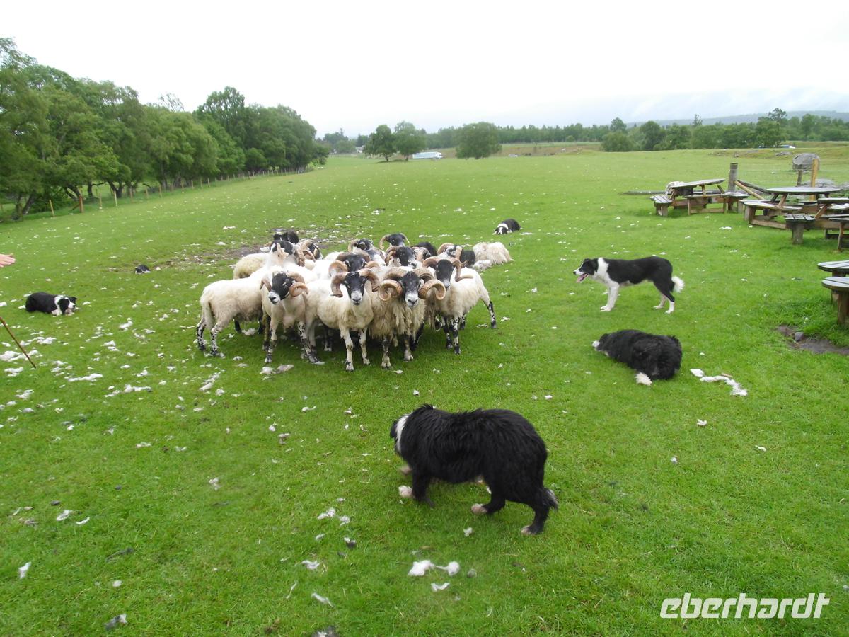 Working sheepdogs