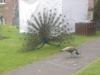 Pfau balzt in Scone Palace