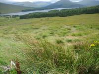 Blick auf den Loch Tully