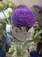 Distel - die Blume Schottlands