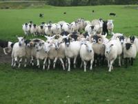 Zu Besuch beim Sheepdogs- Training