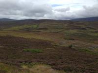 Blühende Heide in den Highlands