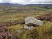 Blühende Heide in den Highlands