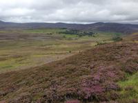 Blühende Heide in den Highlands