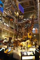 196 Edinburgh, Schottisches Museum