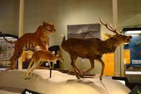 197 Edinburgh, Schottisches Museum