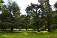 267 Dryburgh abbey, Garden