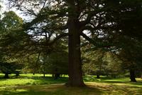 268 Dryburgh abbey, Garden